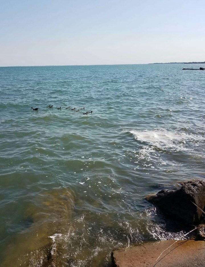 ducks