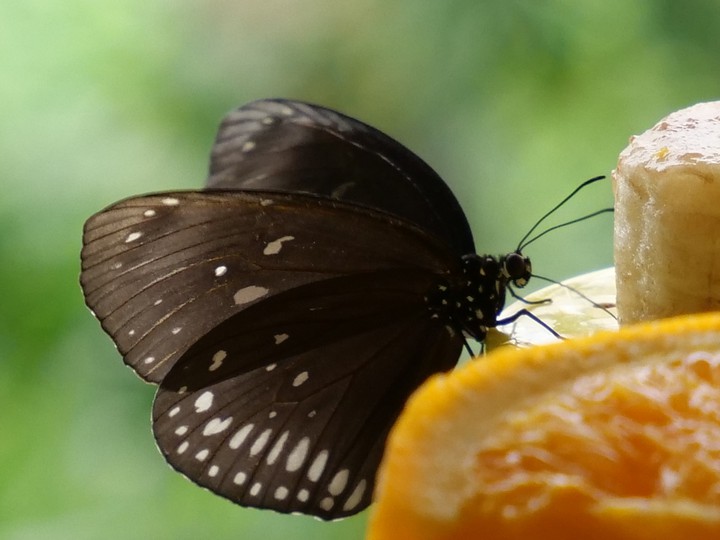 Schmetterling/Butterfly