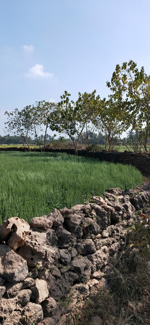 nature