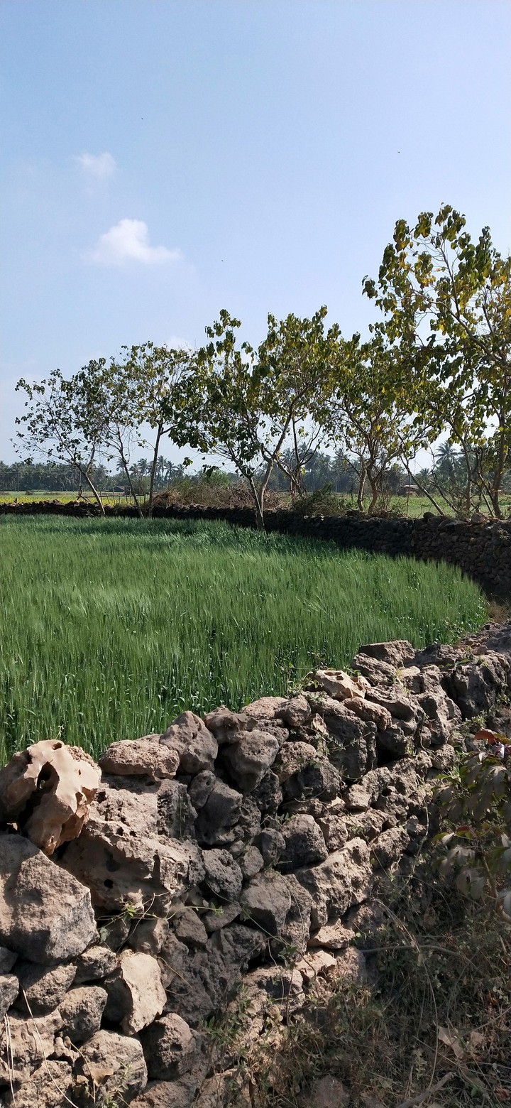 nature