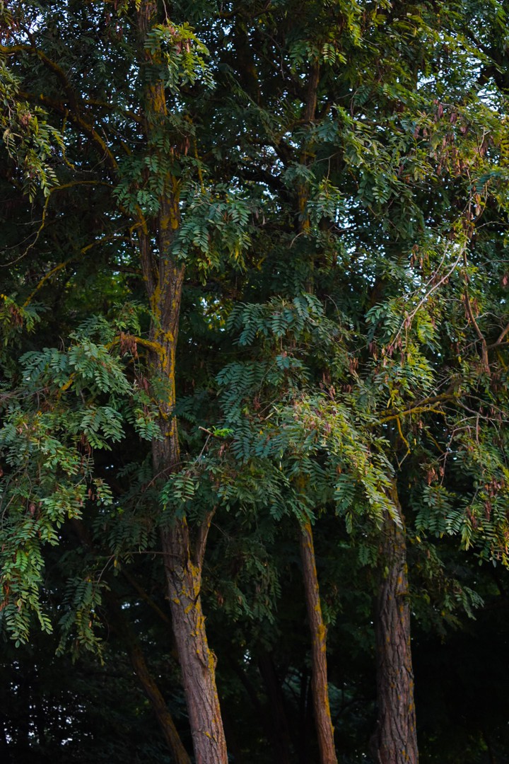 trees