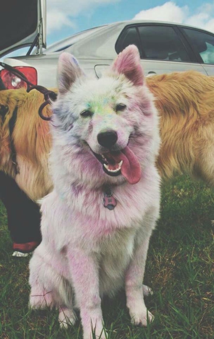 Dog