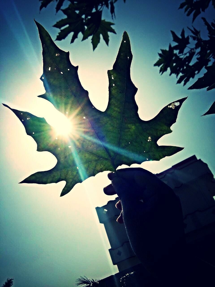 leaf