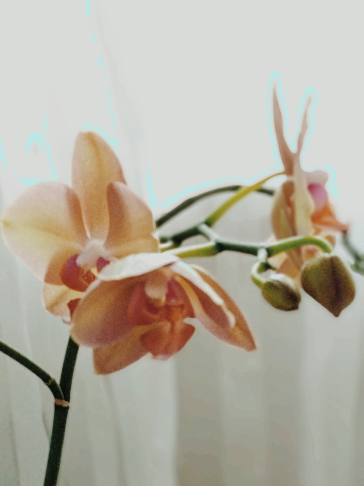 Orchid