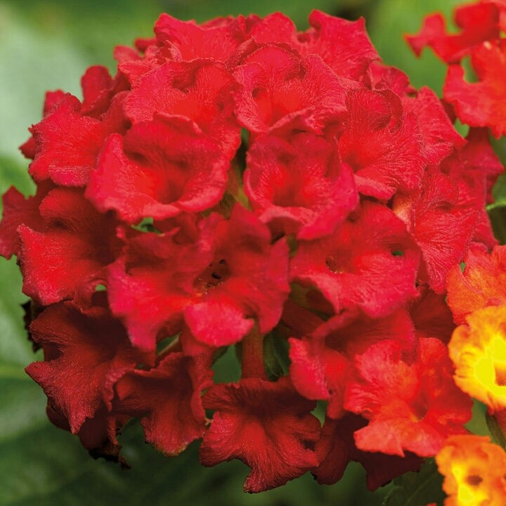 Lantana Camara