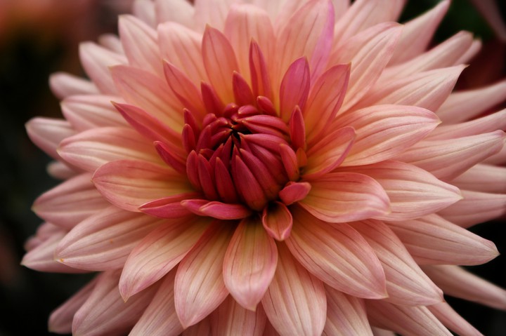 dahlia