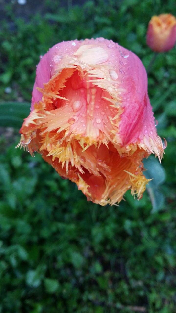 is this flower predator?))))