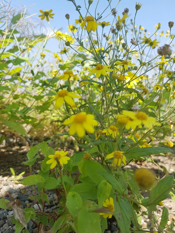 indian flower