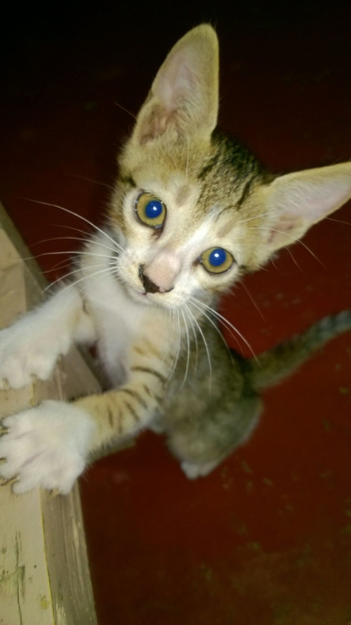 sweet pet