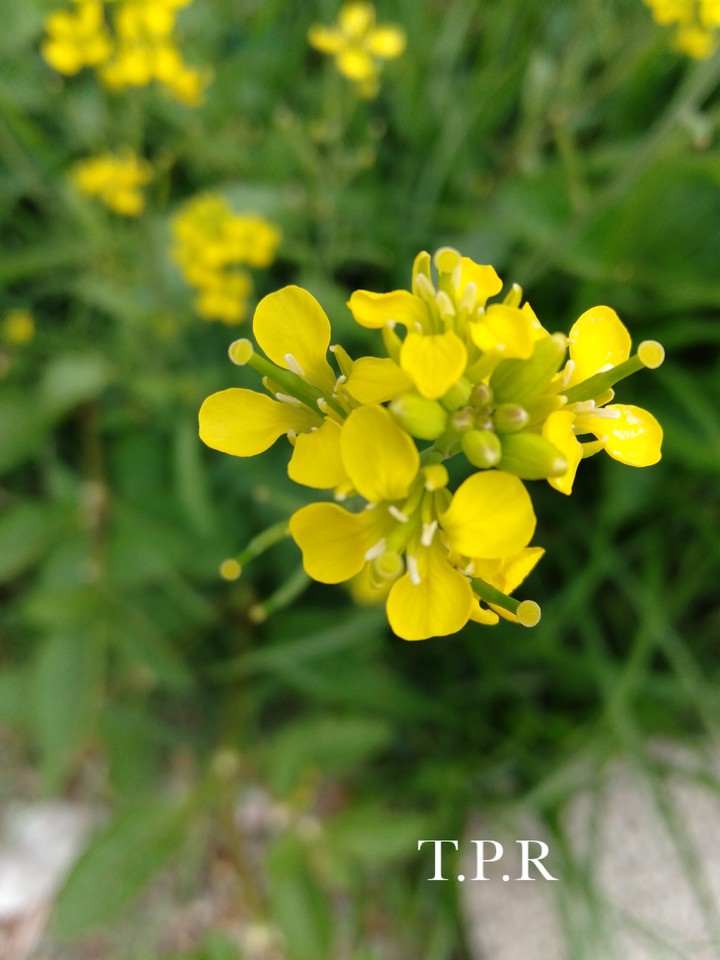 #yellow