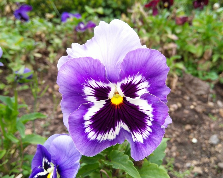 Butterfly flower