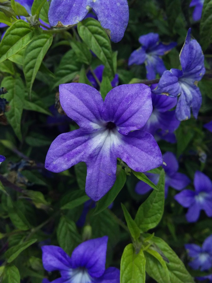 Blue