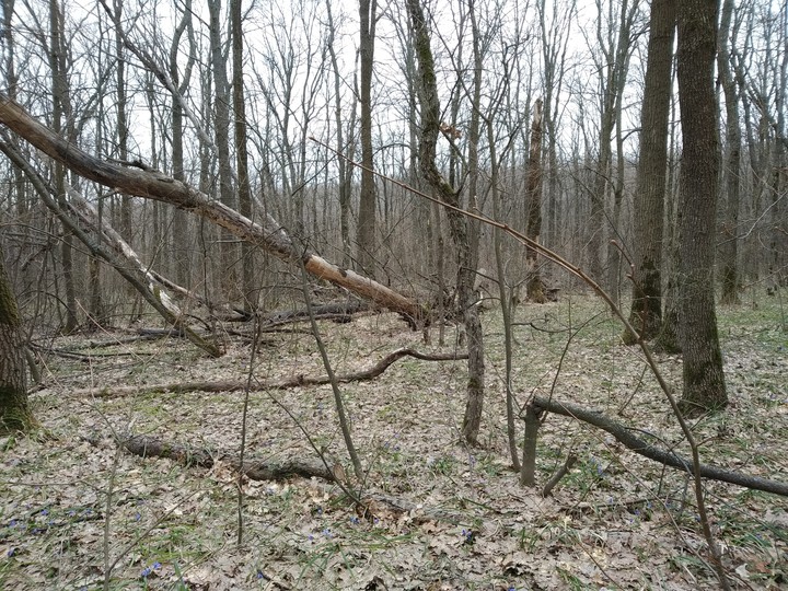 forest