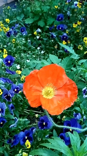 주황 양귀비 꽃