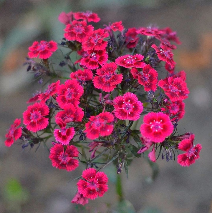 carnation 