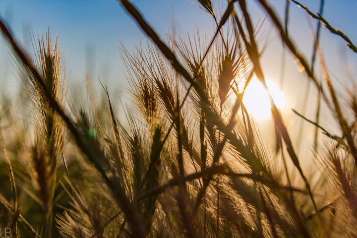 Field of sunset