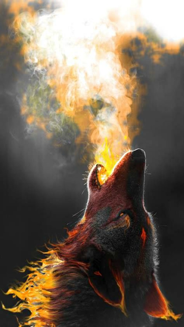 FireFox