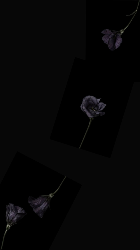 petal, feather wallpapers