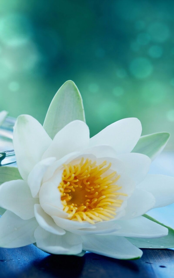 flower