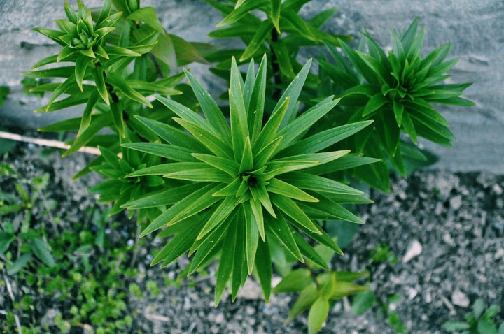 plante de jardin