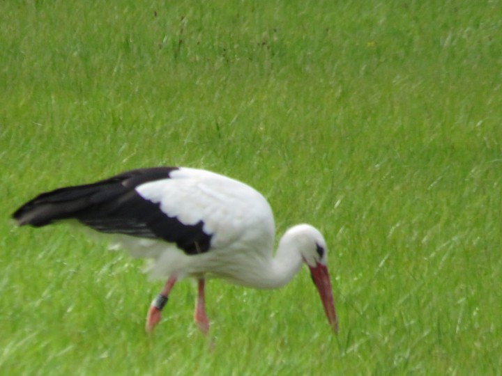Storch in der Leine Masch