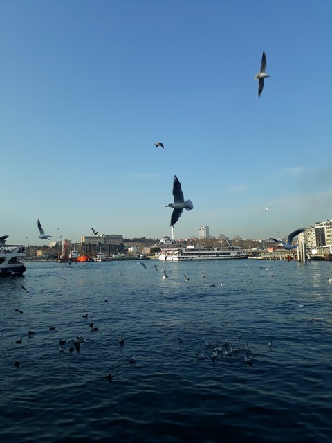 Martılar