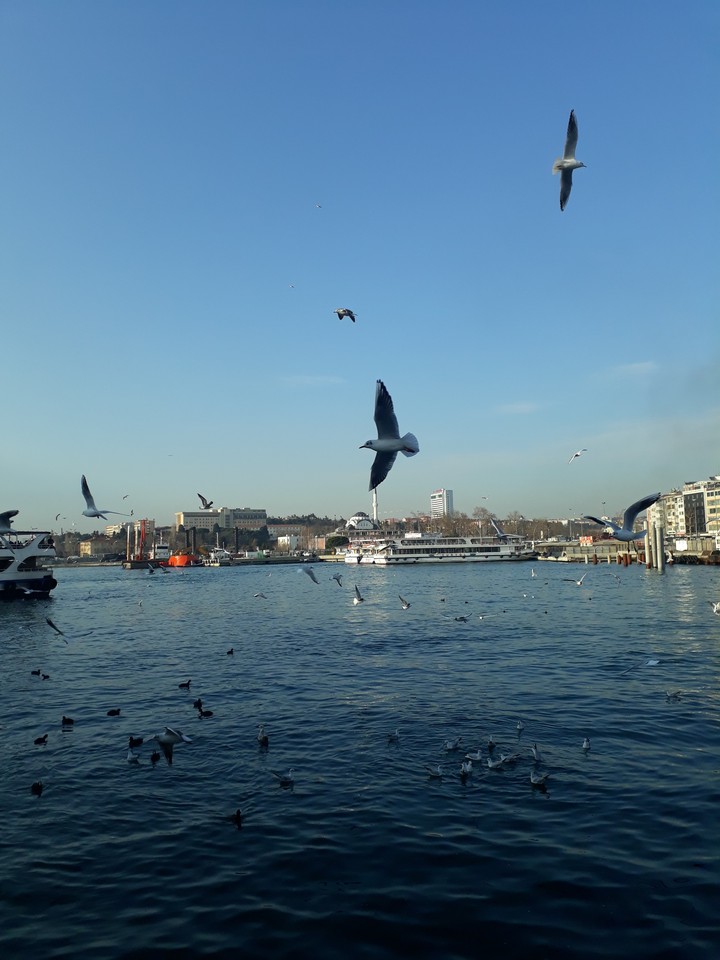 Martılar