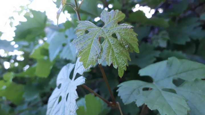 leaves