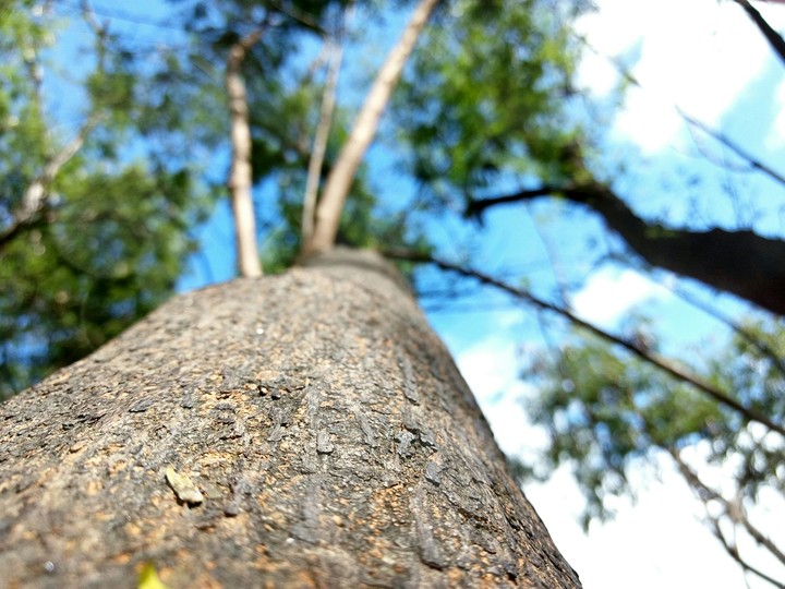 forest tree