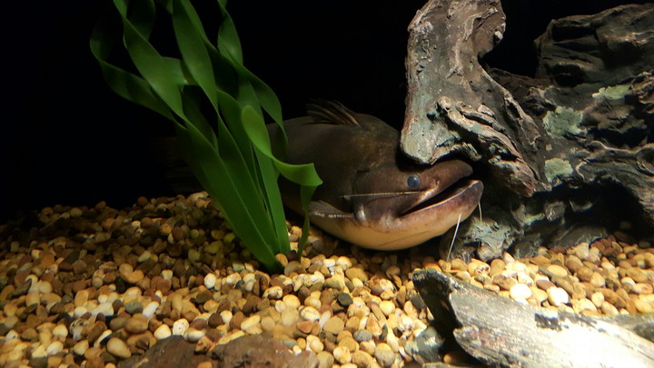 fish