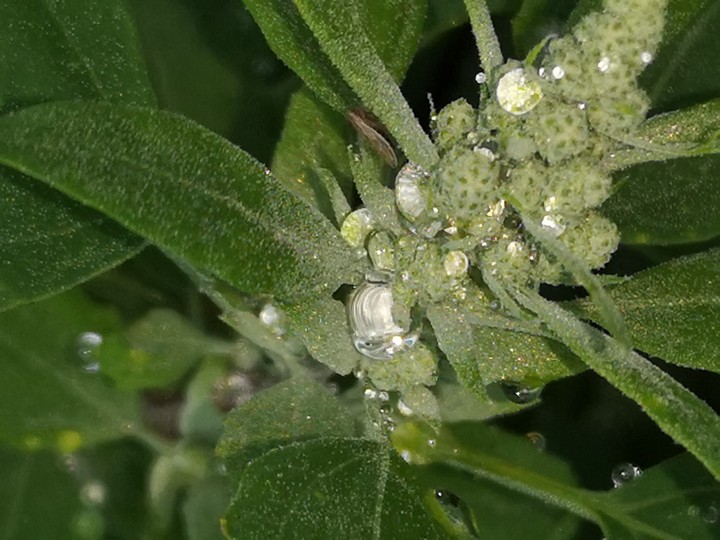 Regentropfenglitzer