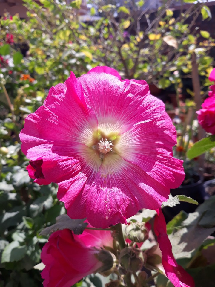 photo from my garden