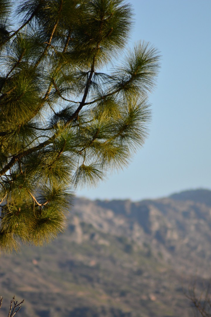 pine-tree