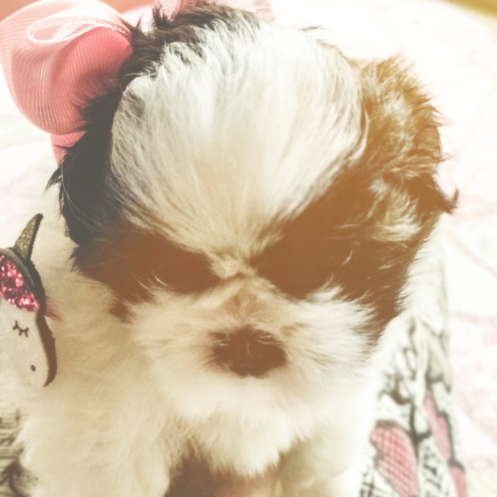 shih tzu