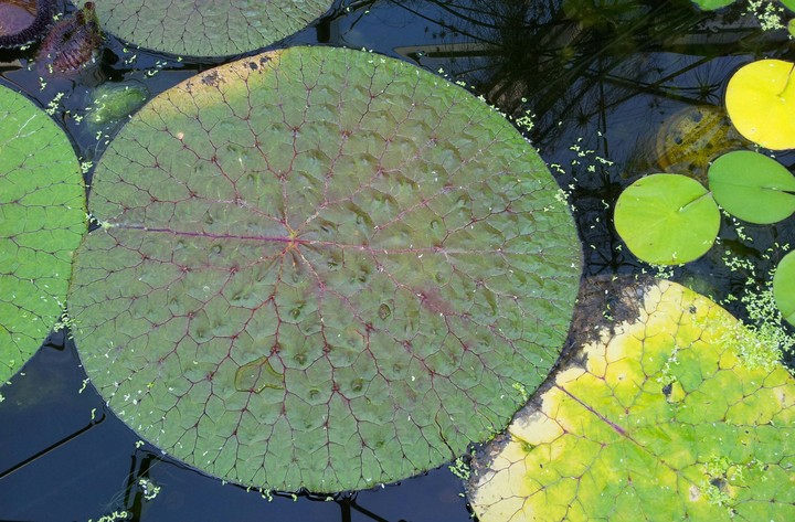Nymphaea