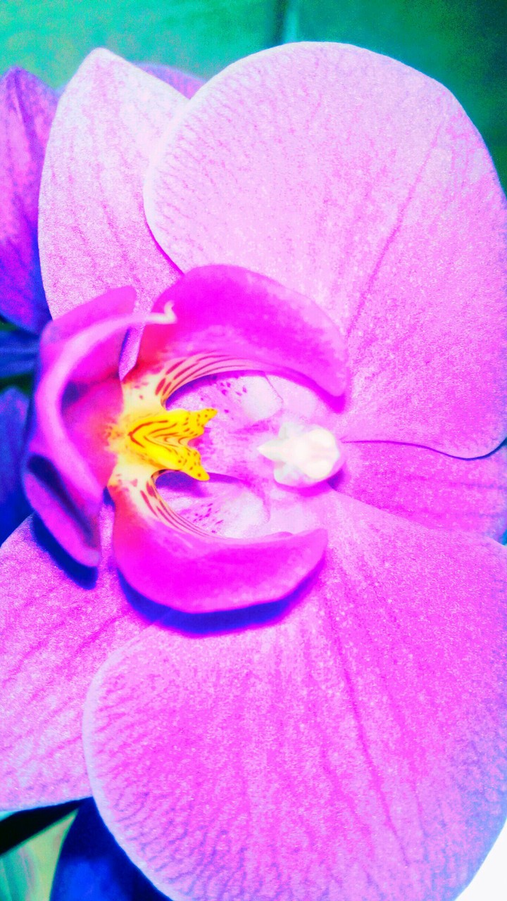 Beauty Flower