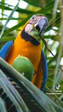 Guacamaya