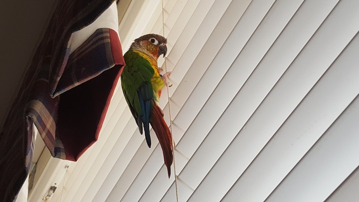 Climber