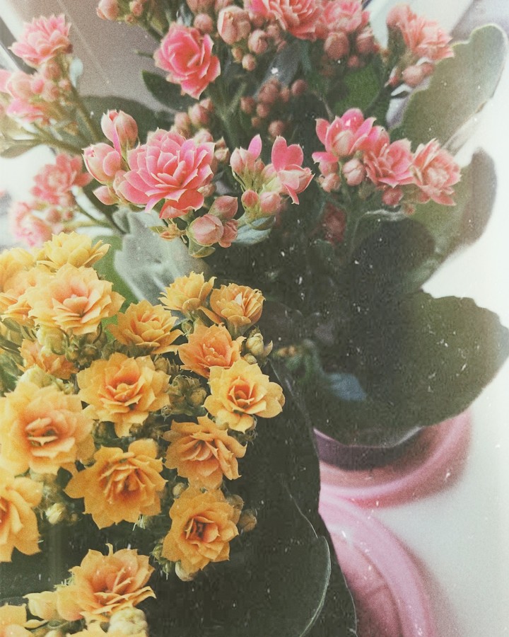 Kalanchoë