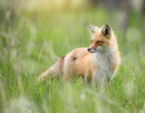 ταπετσαρίες fur, snout
