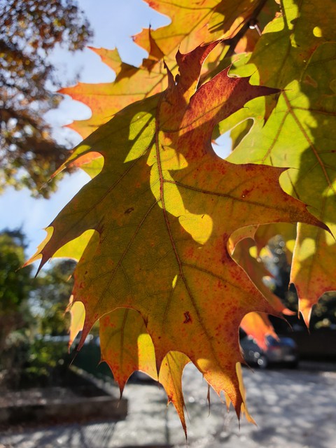 autunno