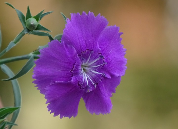 purple flower