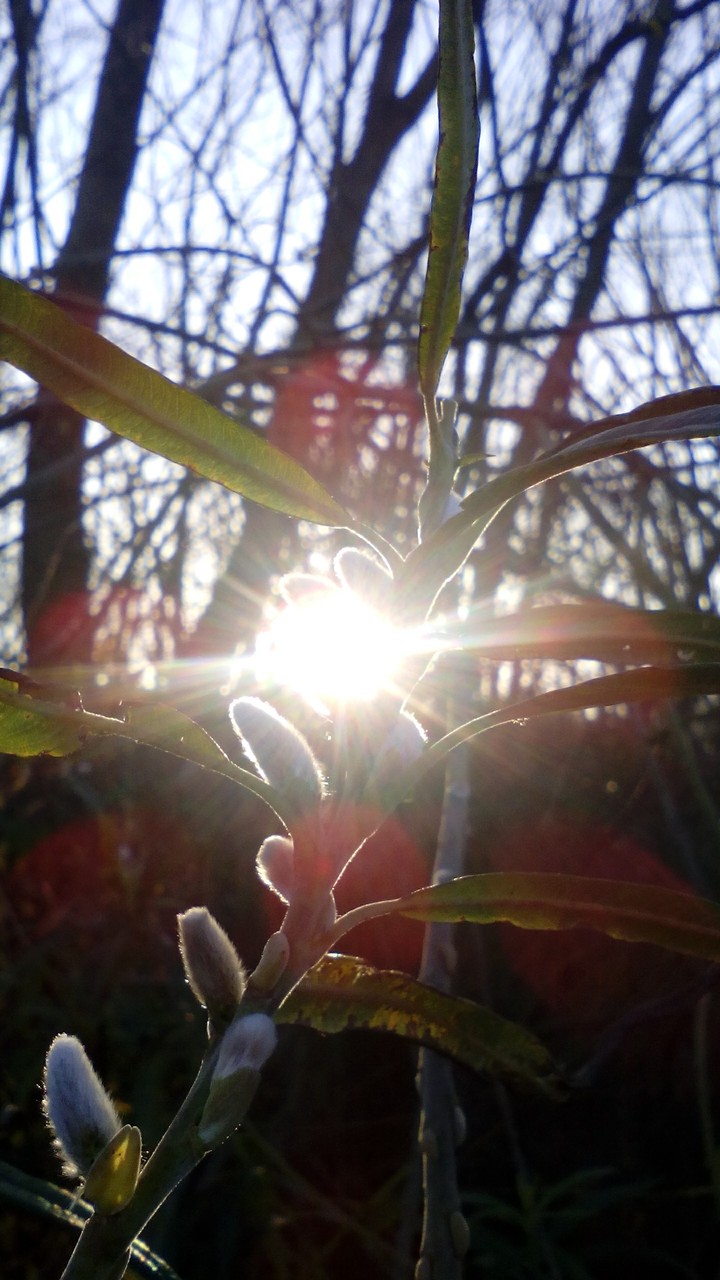 Plants