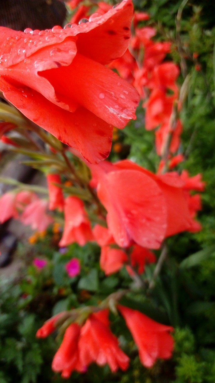 Beautiful flovers