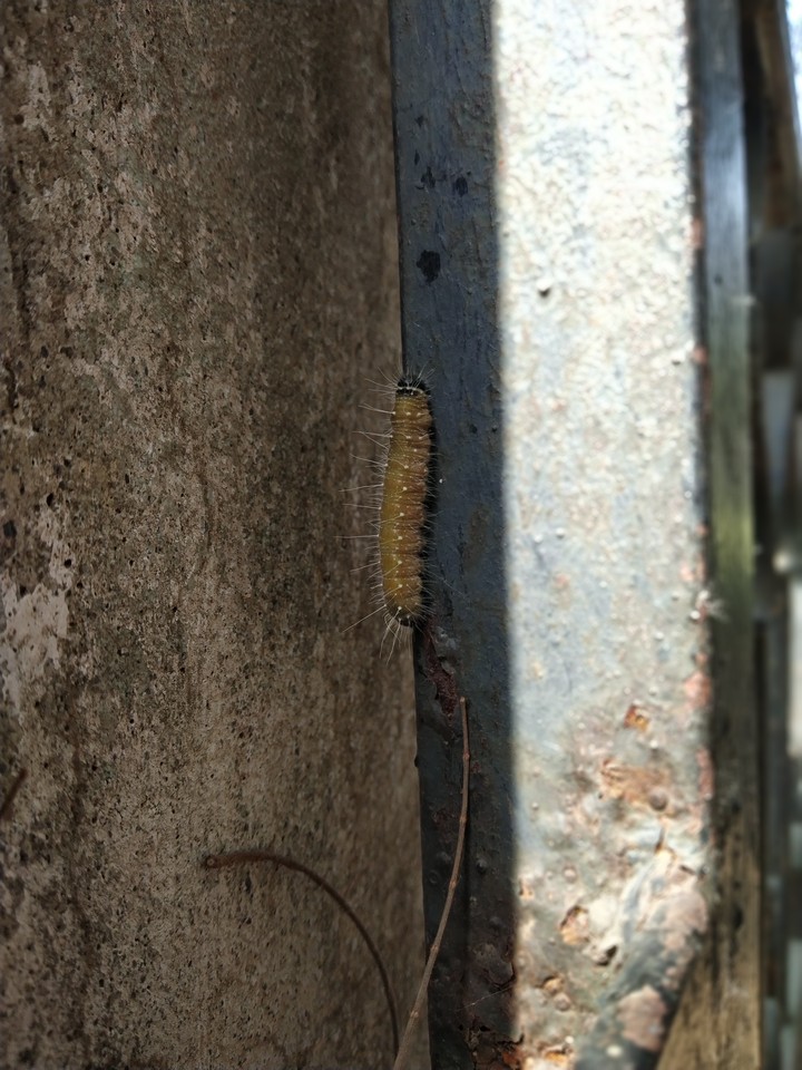 animal