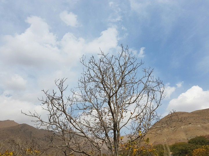 tree in sky