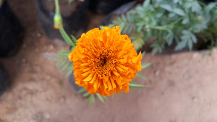 MariGold