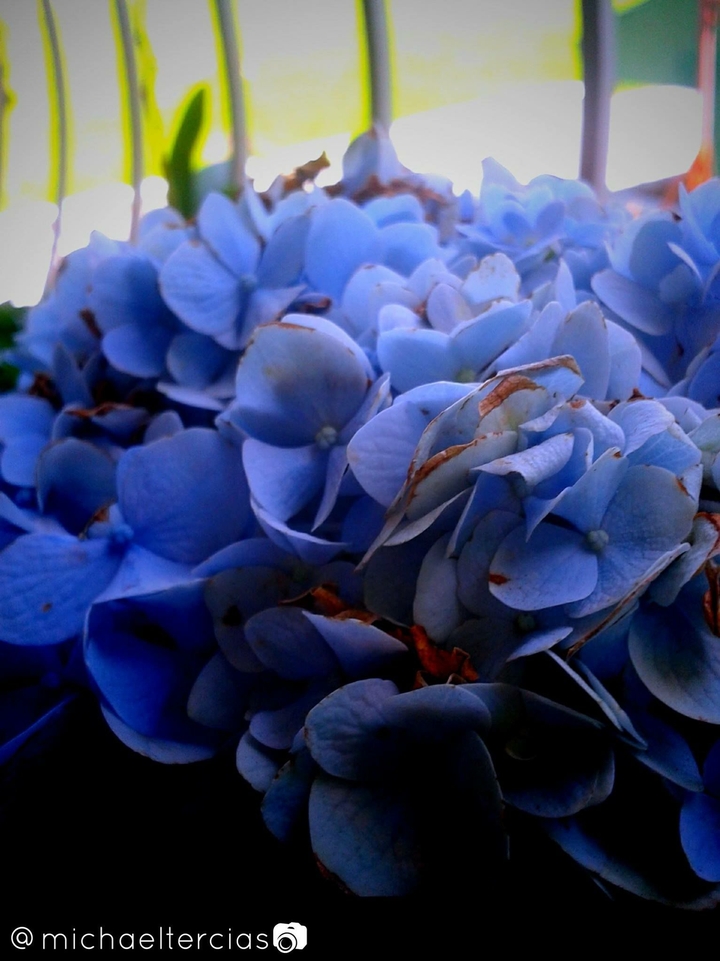 Blue Flower