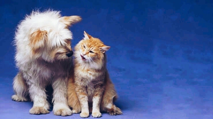 ever friends