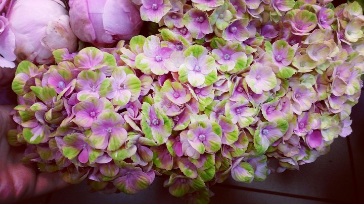 flover